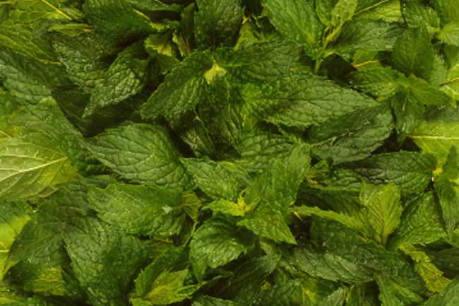 Peppermint Oil